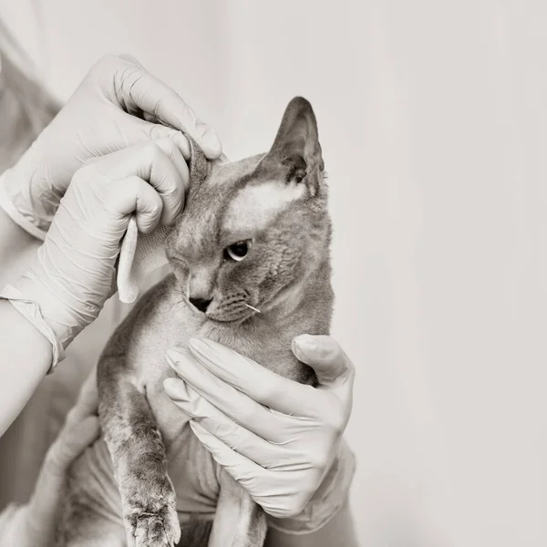 Veteriner Kliniğinde Casus Kulakları Temizleyen Kadın Veteriner — Stok fotoğraf