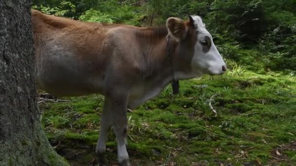 Tatlı Kahverengi Inek Karpatya Ormanında Kameraya Bakıyor — Stok video