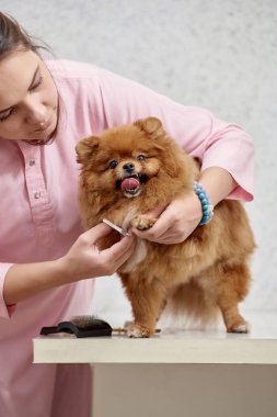 Profesyonel tımardan sonra veteriner kliniğinde şirin bir pomeranian.