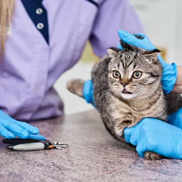 Veteriner Kedi Pençesi Kesecek — Stok fotoğraf