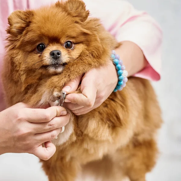 Nahaufnahme Von Tierärzten Die Hunden Fußnägel Mit Nagelschneider Schneiden — Stockfoto