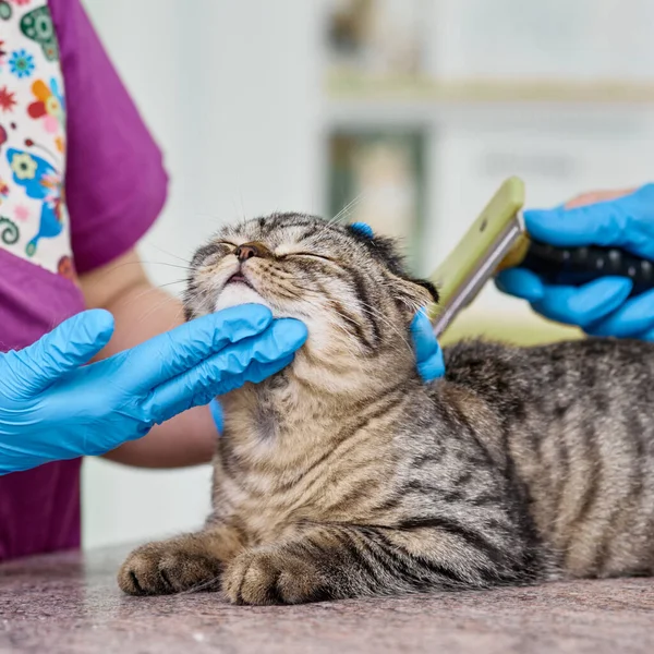 Closeup Vet Doctors Brushing Scottish Fold Cat — Stockfoto