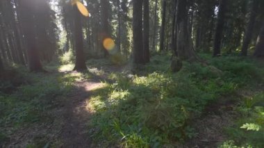 Sabahın erken saatlerinde Karpat ormanlarında doğan güneş ışınları