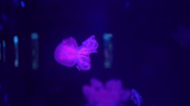 Floresan Denizanası Mavi Neon Işıklı Su altı Akvaryumu Havuzu