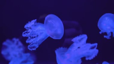 Floresan Denizanası Mavi Neon Işıklı Su altı Akvaryumu Havuzu