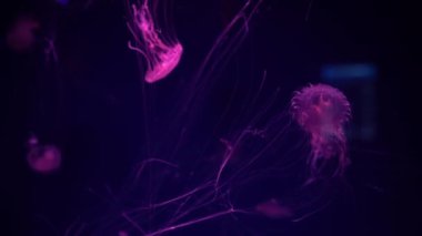 Floresan Denizanası Mavi Neon Işıklı Su altı Akvaryumu Havuzu