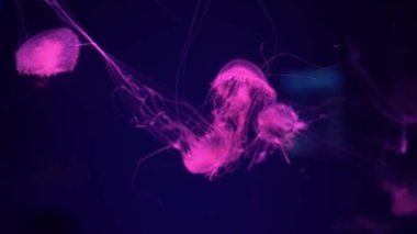 Floresan Denizanası Mavi Neon Işıklı Su altı Akvaryumu Havuzu