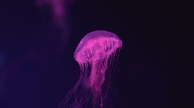 Floresan Denizanası Mavi Neon Işıklı Su altı Akvaryumu Havuzu