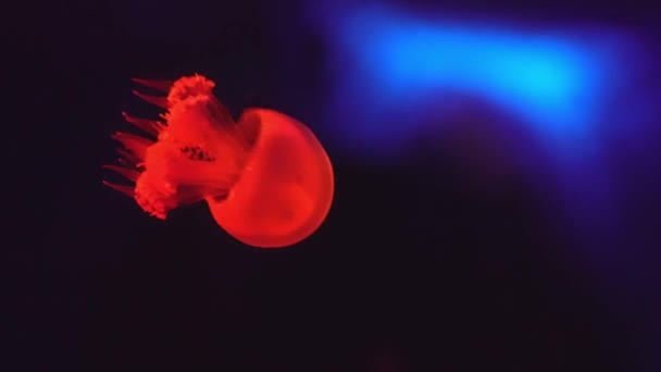 Piscina Acuario Subacuático Natación Medusas Fluorescentes Con Luz Neón Azul — Vídeos de Stock