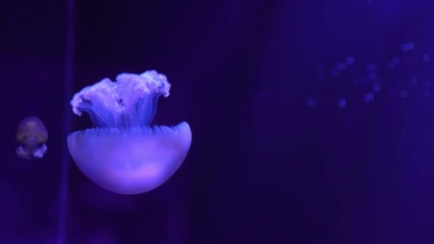 Piscina Acuario Subacuático Natación Medusas Fluorescentes Con Luz Neón Azul — Vídeo de stock