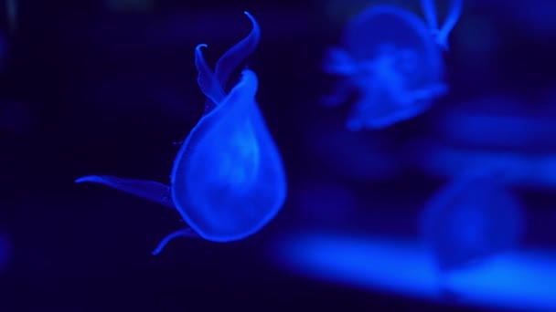 Fluorescent Jellyfish Berenang Bawah Air Aquarium Pool Dengan Blue Neon — Stok Video