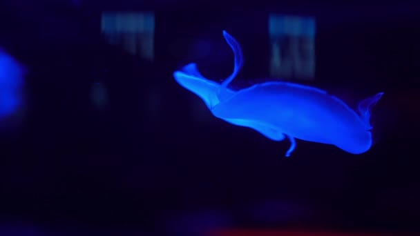 Piscina Acuario Subacuático Natación Medusas Fluorescentes Con Luz Neón Azul — Vídeo de stock