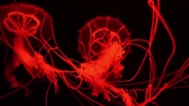 Fluorescent Jellyfish Berenang Bawah Air Aquarium Pool Dengan Blue Neon — Stok Video