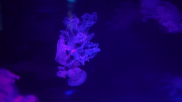 荧光水母带着蓝色霓虹灯游水底水族馆池 — 图库视频影像