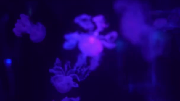 Fluoreszierende Quallen Schwimmen Unterwasser Aquarium Pool Mit Blauem Neonlicht — Stockvideo