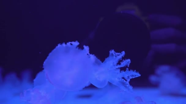 Fluorescent Jellyfish Κολύμβηση Υποβρύχια Πισίνα Ενυδρείου Μπλε Νέον Φως — Αρχείο Βίντεο