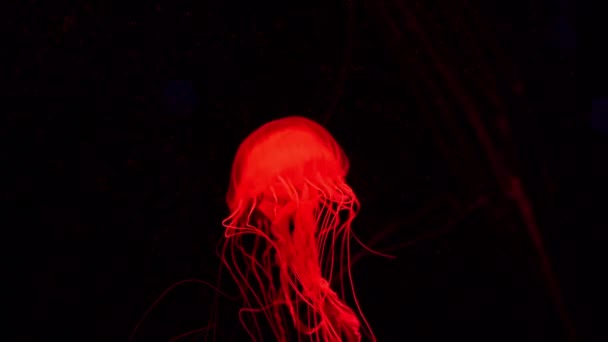 Fluorescent Jellyfish Swim Underwater Aquarium Pool Blue Neon Light — Stock Video