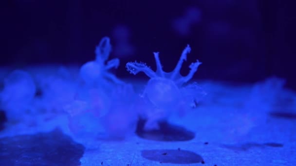 형광을 Jellyfish Swim Underwater Aquarium Pool Blue Neon Light — 비디오