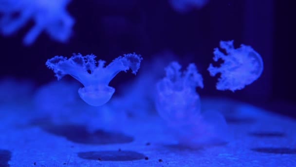 Fluoreszierende Quallen Schwimmen Unterwasser Aquarium Pool Mit Blauem Neonlicht — Stockvideo