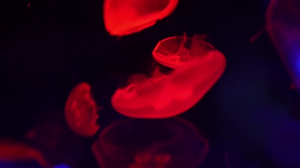 Флуоресцентные Медузы Плавают Водой Аквариум Бассейн Голубым Неоновым Светом — стоковое видео