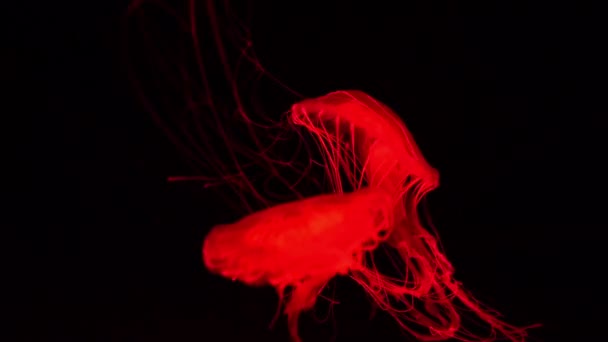 Piscine Sous Marine Aquarium Méduses Fluorescentes Avec Lumière Bleue Néon — Video