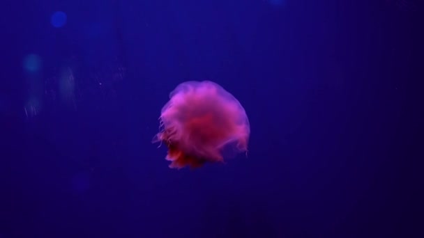 Fluorescenční Medúzy Plavat Pod Vodou Akvarijní Jezírko Modrým Neonovým Světlem — Stock video