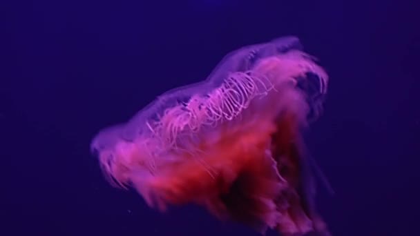 Fluorescent Jellyfish Swim Underwater Aquarium Pool Blue Neon Light — стокове відео