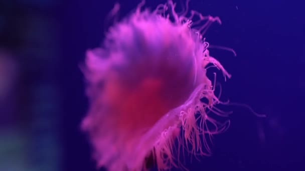 Fluorescencyjna Meduza Basen Podwodny Akwarium Blue Neon Light — Wideo stockowe