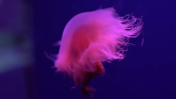 형광을 Jellyfish Swim Underwater Aquarium Pool Blue Neon Light — 비디오