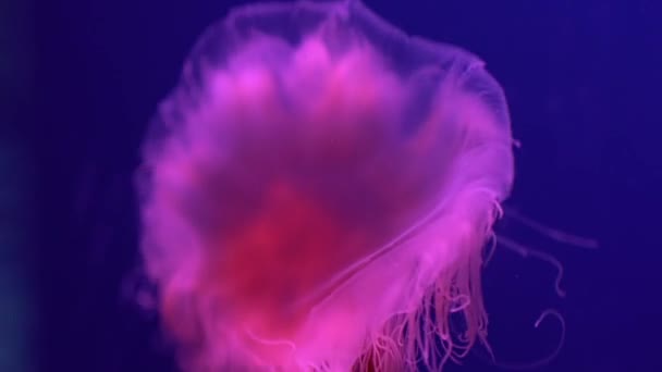 Piscina Acuario Subacuático Natación Medusas Fluorescentes Con Luz Neón Azul — Vídeos de Stock
