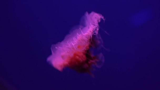 蛍光クラゲが青いネオンライトで水中水族館プールを泳ぐ — ストック動画