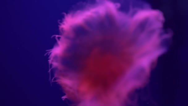 Fluoresoiva Meduusa Uida Vedenalainen Akvaario Allas Sininen Neon Light — kuvapankkivideo