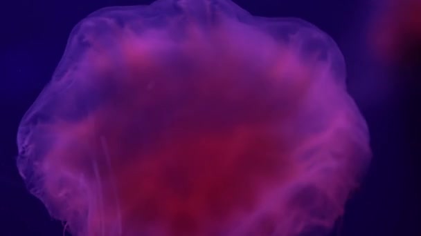 Fluorescent Jellyfish Κολύμβηση Υποβρύχια Πισίνα Ενυδρείου Μπλε Νέον Φως — Αρχείο Βίντεο