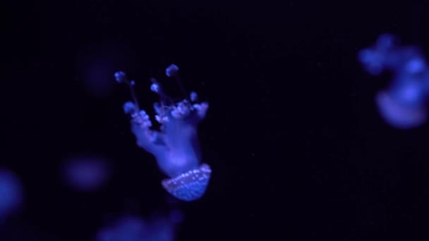 Fluorescenční Medúzy Plavat Pod Vodou Akvarijní Jezírko Modrým Neonovým Světlem — Stock video