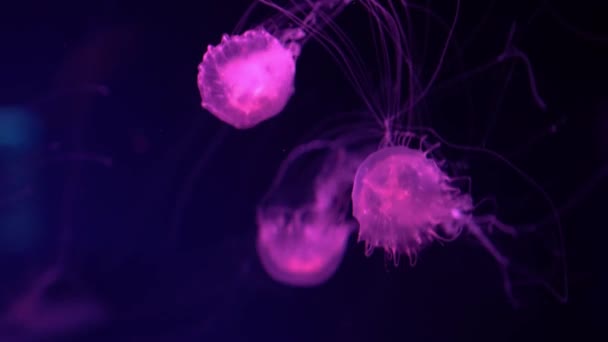 Флуоресцентные Медузы Плавают Водой Аквариум Бассейн Голубым Неоновым Светом — стоковое видео