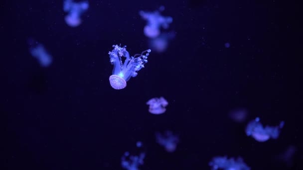 Piscina Subaquática Fluorescente Água Viva Aquário Com Luz Azul Néon — Vídeo de Stock