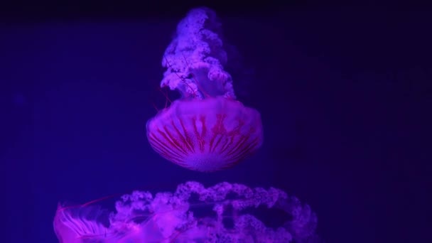 Fluoreszkáló Medúza Úszás Víz Alatti Akvárium Medence Kék Neon Fény — Stock videók