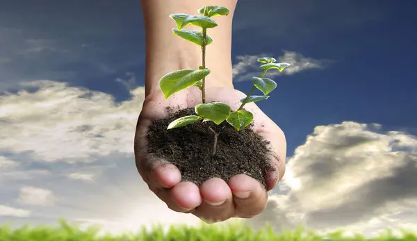 Human hands holding sprout young plant.environment Earth Day In the hands of trees growing seedlings