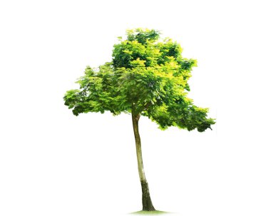 Beyaz arkaplanda ağaçlar izole edilmiş