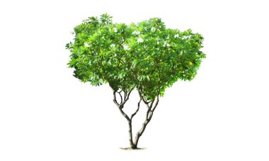 Beyaz arkaplanda ağaçlar izole edilmiş