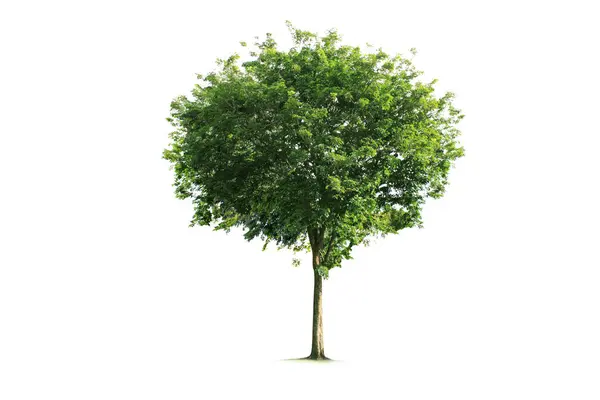 Деревья Изолированные Дерево Белом Фоне Стоковое Изображение