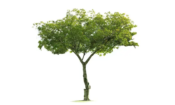 Δέντρα Απομονωμένο Δέντρο Λευκό Φόντο Εικόνα Αρχείου