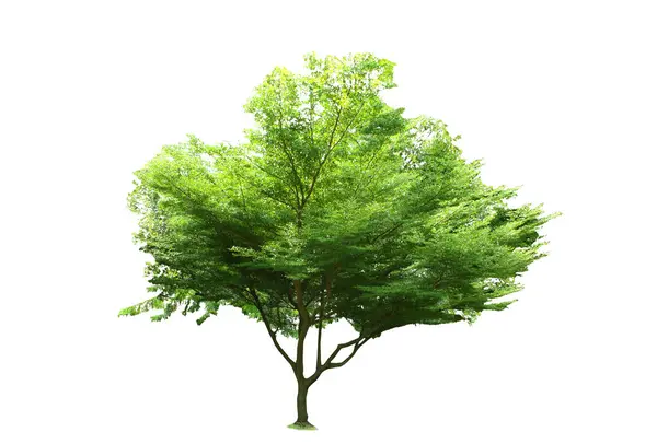 Stromy Izolovaný Strom Bílém Pozadí Royalty Free Stock Fotografie