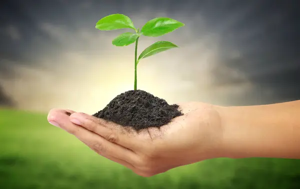 Planta Verde Uma Mão — Fotografia de Stock