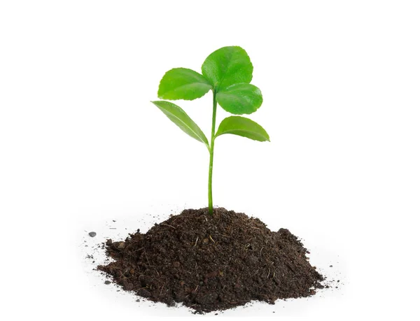Plant Growth Ground — Stock Photo, Image