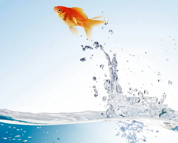 Goldfish Leaping Out Water — Stock Photo, Image