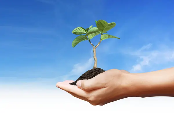 Zielonych Roślin Rękę Wzrostu Gospodarczego — Zdjęcie stockowe