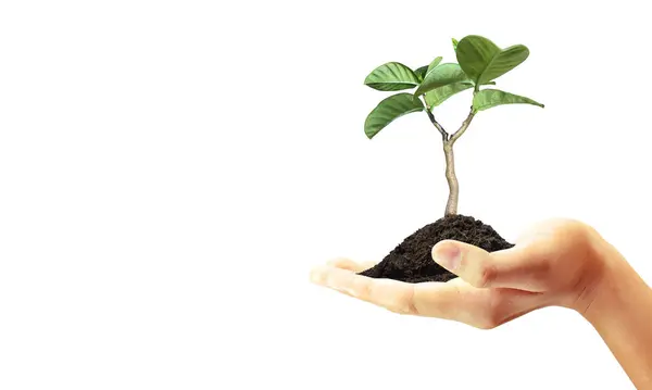 绿色的植物中的手和业务增长 — 图库照片