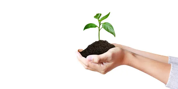 Groene Plant Een Hand Zakelijke Groei Rechtenvrije Stockafbeeldingen