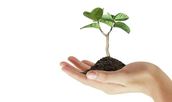 Planta Verde Uma Mão Crescimento Negócios Imagem De Stock